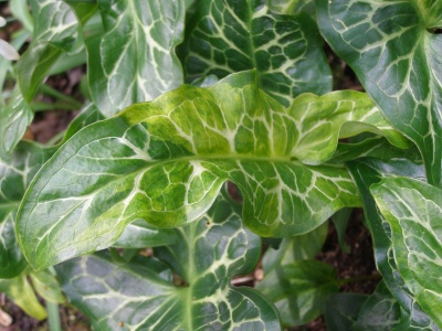 Arum italicum subsp. italicum 'Caroline Hayes